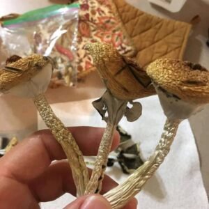 Buy Liberty Caps Mushrooms Online - Liberty Caps Mushrooms for Sale Online